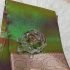 Tissue Saree - Green